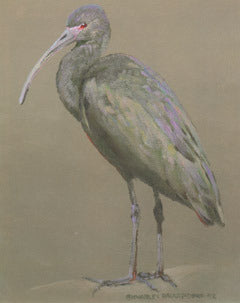 V-69  White Faced Glossy Ibis