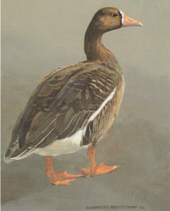 V-50 White Fronted Goose (Specklebelly)