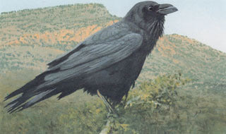 H-42  White-necked Raven