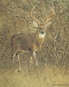 V-13  Whitetail Buck in brush