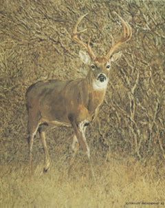 V-13 Whitetail Buck in brush