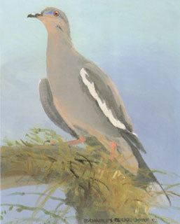 V-19 Whitewing Dove – Charles Beckendorf Gallery