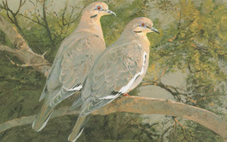 H-26 Whitewing Doves