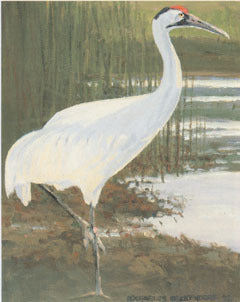 V-46 Whooping Crane