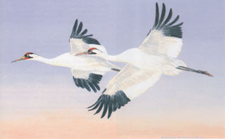 H-54 Whooping Cranes