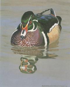 V-52 Wood Duck Male