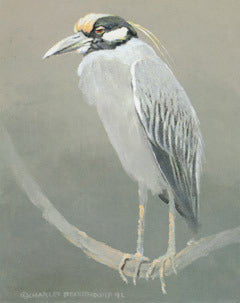 V-71 Yellow-Crowned Night Heron