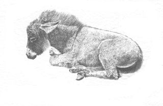 Young Burro B&W
