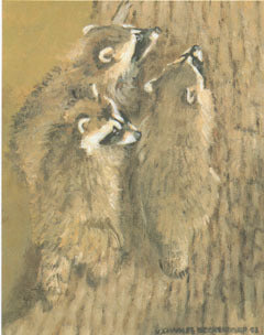 V-25 Young Racoons
