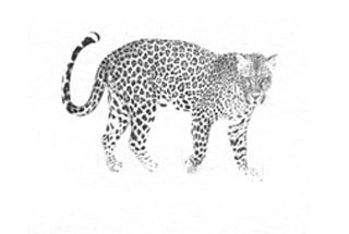 African Leopard B&W