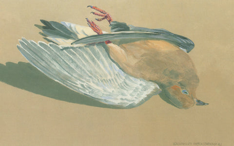 H-27  Mourning Dove