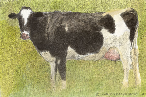 HC Holstein 9.5 x 12.5