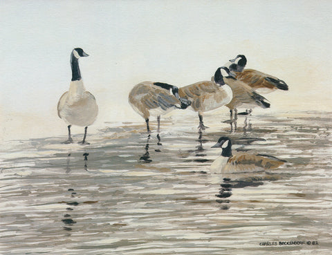 I-130  Canadian Geese