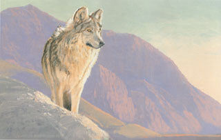 H-36  Mexican Gray Wolf
