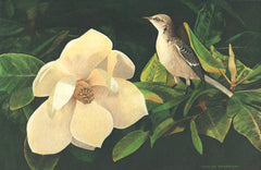 Mockingbird_Magnolia_2e3b1cbd-
