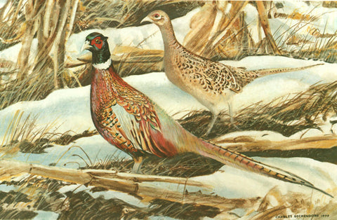 I - 9  Ringneck Pheasant