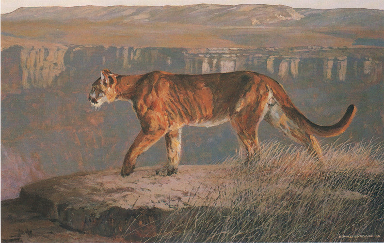 Puma.jpg?v=1459373262
