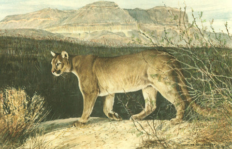 I - 5  Mountain Lion (Puma)