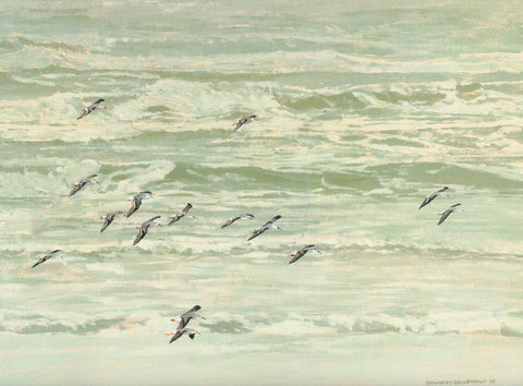 H-74  White-rumped Sandpipers