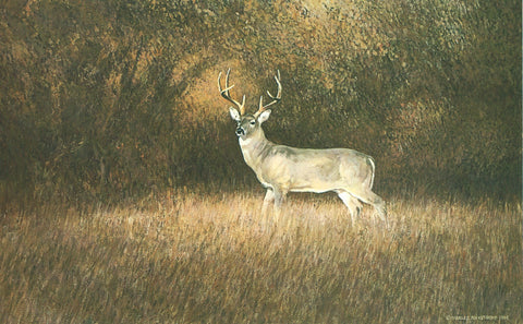 TQ - 17  Hill Country Whitetail