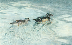 Wood_Ducks_cc7aee3c-3e96-4fe9-