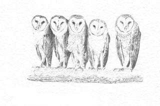 Barn Owls B&W