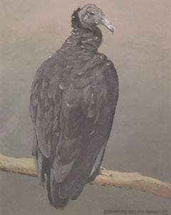 V-34  Black Vulture