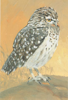 V-21  Burrowing Owl