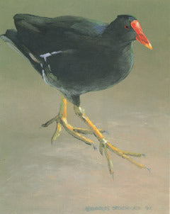 V-66 Common Gallinule (Marsh Hen)