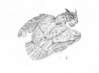 Great Horned Owl B&W