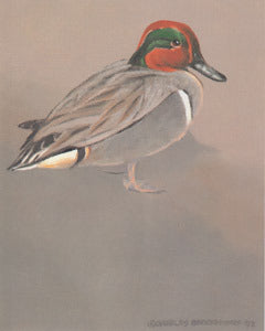 V-53  Green Wing Teal