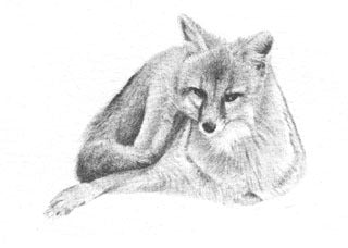 Gray Fox B&W