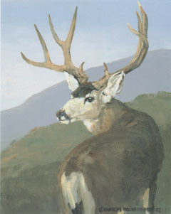 V-12  Mule Deer Buck