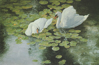 H55 Muted Swans