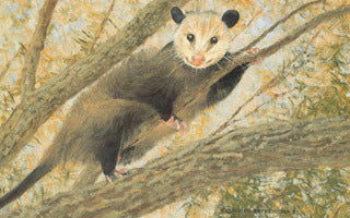 H77  Opossum