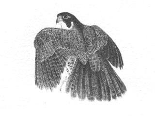 Peregrine Falcon B&W
