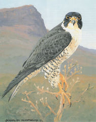 V-36 Peregrine Falcon – Charles Beckendorf Gallery