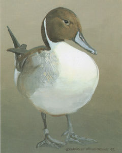 V-55  Pintail Male