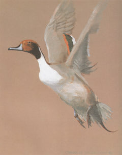 V-56  Pintail Male Flying