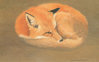 H-40  Red Fox (curled up)