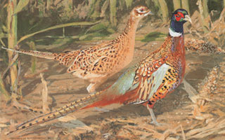 H-30  Ringneck Pheasants