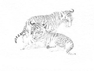 Tiger Cubs B&W