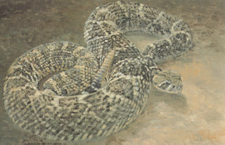 H-6  Western Diamondback Rattlesnake