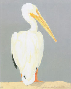 V-64  White Pelican