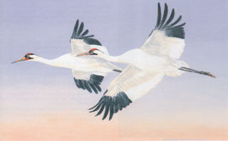 H-54  Whooping Cranes
